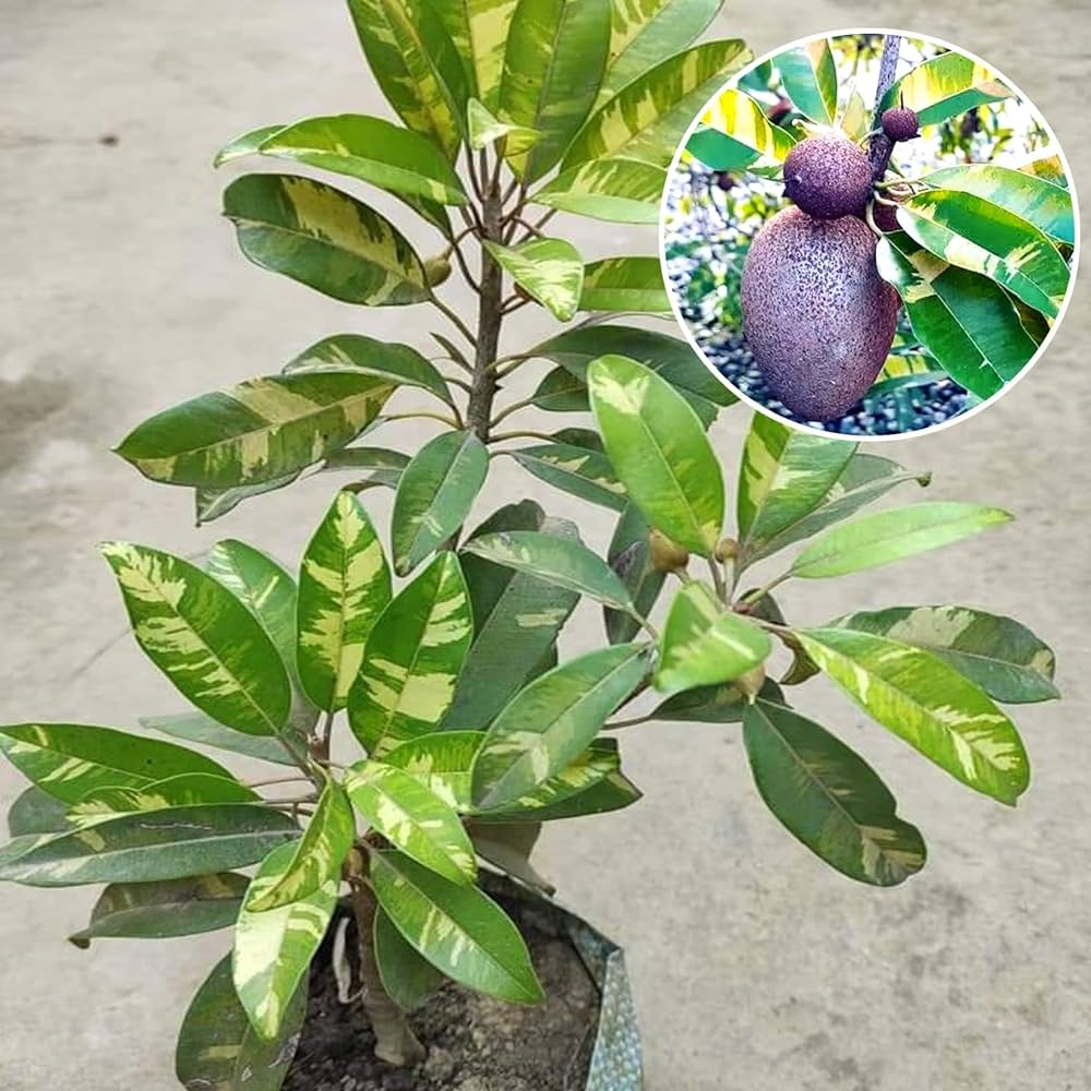Silver Chiku Plant 3.4ft